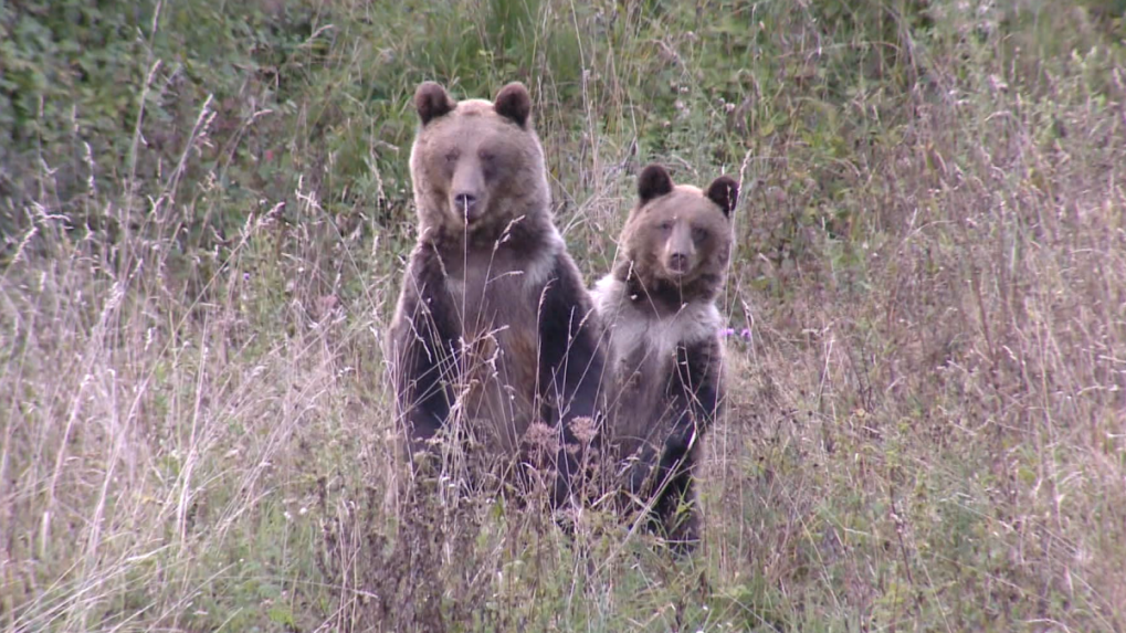 Medvede na Slovensku strácajú plachosť. Ochranári na Poľane na to upozorňujú už vyše desať rokov