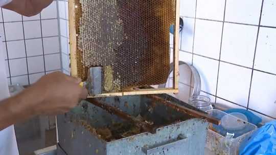 Na snímke muž škriabe z plástu med.