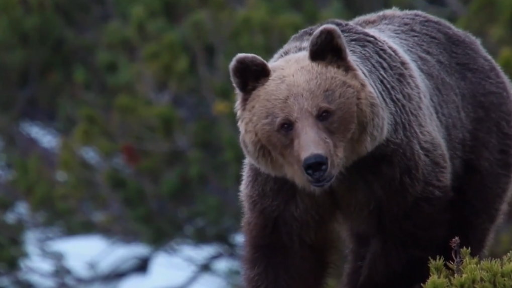 Eliminácia problémových medveďov by mala byť jednoduchšia. Štátna ochrana prírody pripravuje zmeny