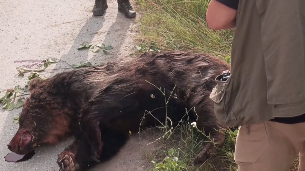 Na troch miestach medvede zaútočili na ľudí, a to len v priebehu jedného dňa