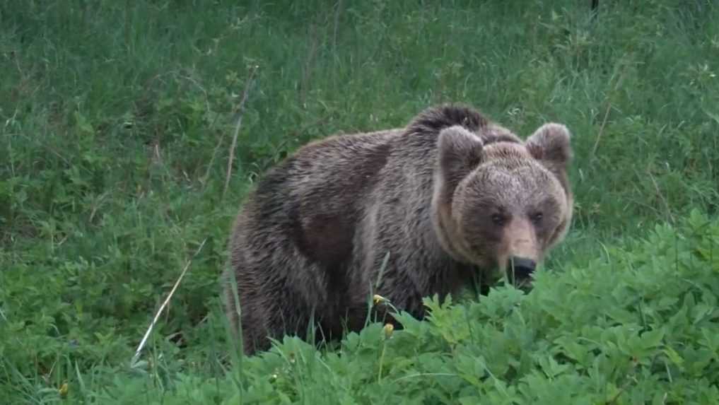 Územie, na ktorom sa pohybujú medvede, sa podľa lesníkov výrazne zväčšilo. Sú už aj pri hraniciach s Maďarskom