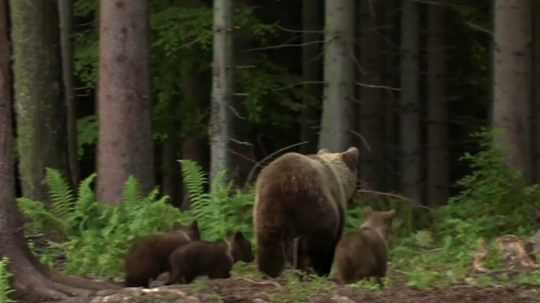 na snímke medvedica v lese s tromi mladými.