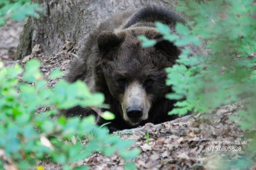 Problémy s medveďmi majú aj v Taliansku. Po naháňačke s medvedicou museli hospitalizovať poľovníka