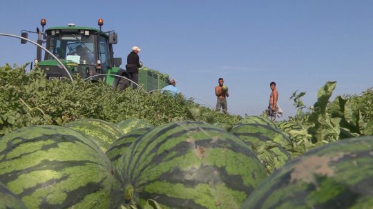 Na snímke v popredí melóny, v úzadí skupina, ktorá nakladá úrodu na vlečku traktora.