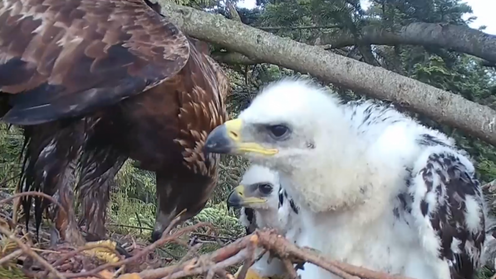 V kysuckých lesoch sa odohrala raritná udalosť. Orlie rodiny odchovali viacero mláďat