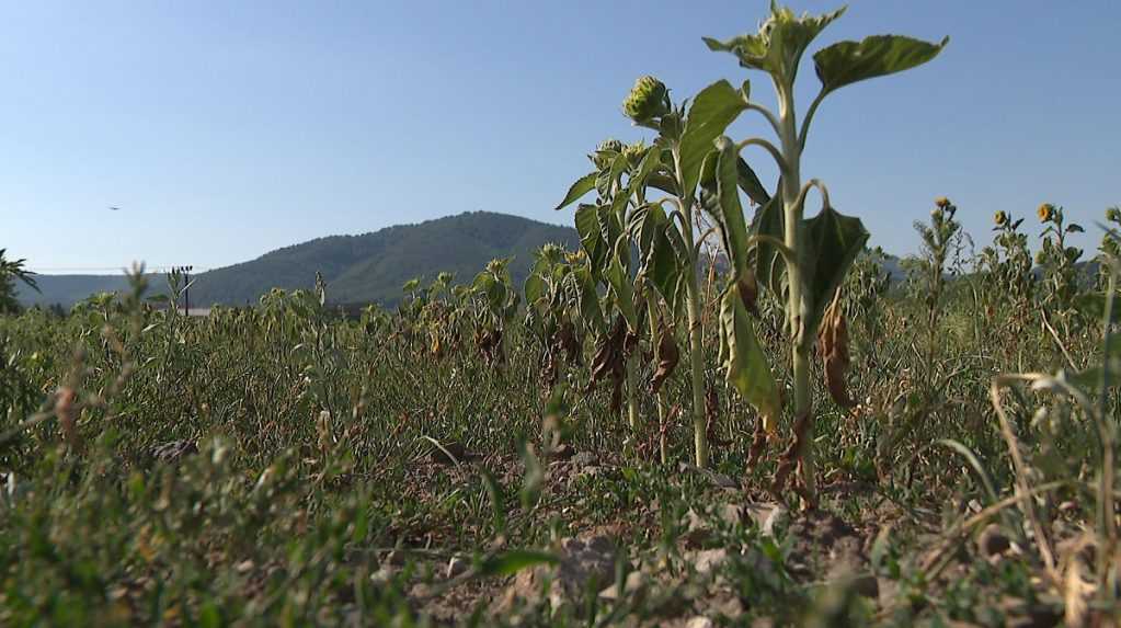 Niektoré oblasti Slovenska trpia suchom. Na Záhorí očakávajú pokles úrody slnečnice aj kukurice