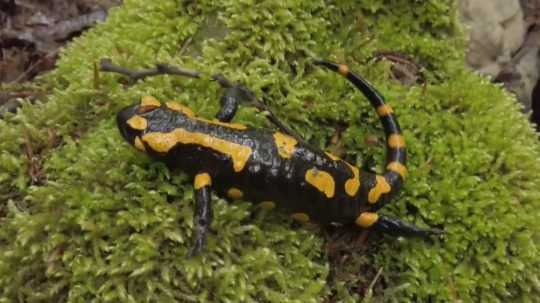 Ilustračná snímka - salamandra škvrnitá.
