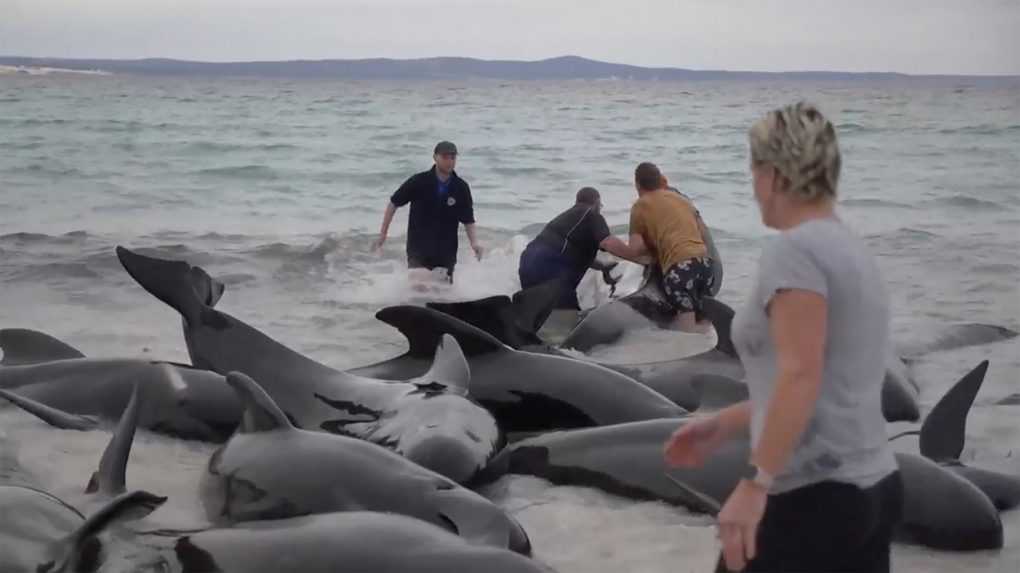Na austrálskom pobreží uviazlo takmer 100 veľrýb. Viac ako polovica z nich zahynula, zvyšok sa snažia zachrániť