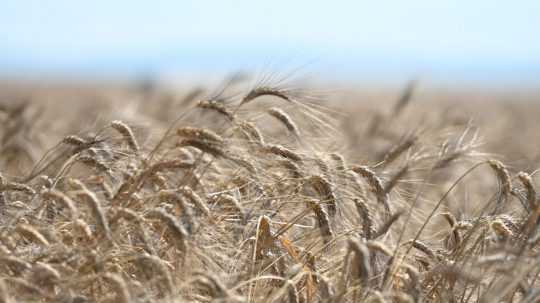 Na snímke pšenica počas žatvy.