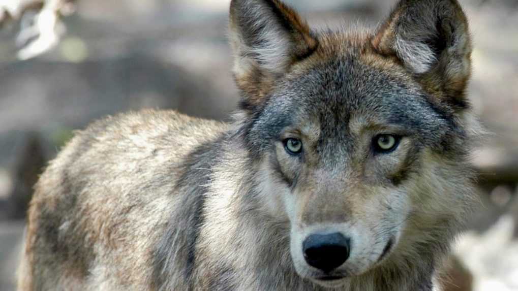 V nemeckej kontaktnej zoo pohrýzol vlk dieťa. Chlapca do výbehu vpustili aj napriek tomu, že nespĺňal vekové obmedzenie
