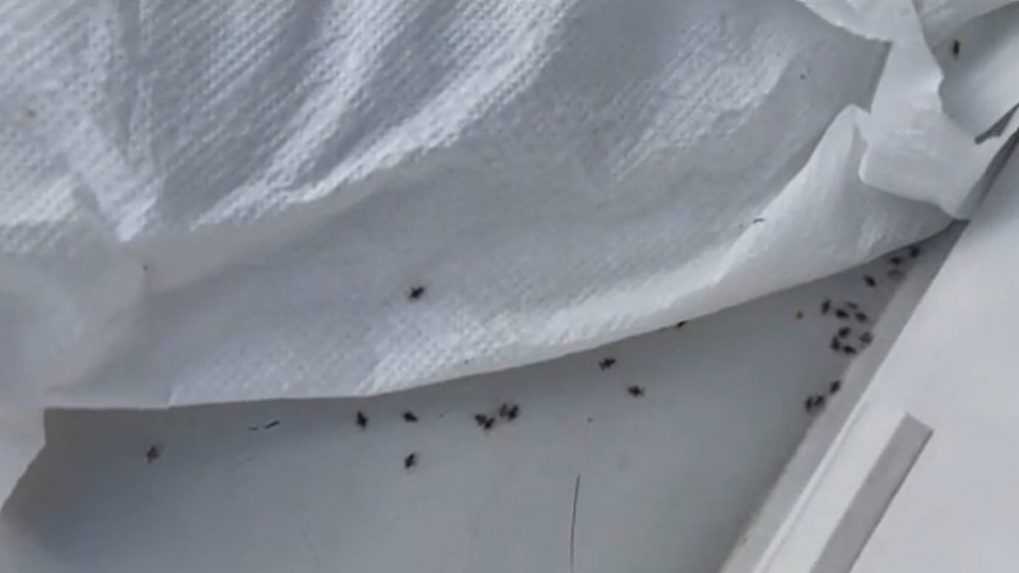 Košickú kalamitu invazívneho hmyzu nebudú riešiť chémiou, správa zelene hovorí o sezónnych škodcoch