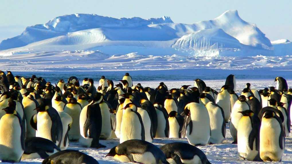 Na Antarktíde uhynulo 10-tisíc mladých tučniakov. Roztopil sa pod nimi ľad, keď ešte nemali vodovzdorné perie