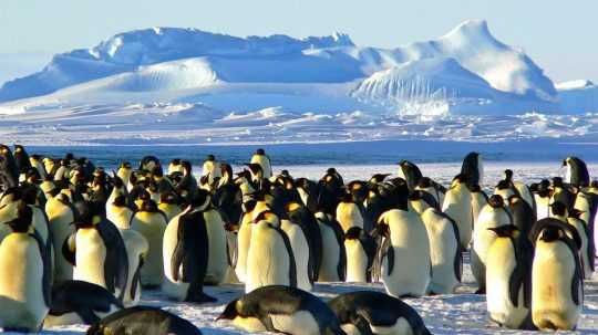 Ilustračná snímka tučniakov cisárskych.