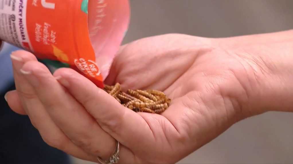 Tretina Slovákov sa obáva, že sa do ich jedla môže tajne dostávať hmyz: Odvolávajú sa na zákon o nových potravinách, kde je reč aj o hmyze
