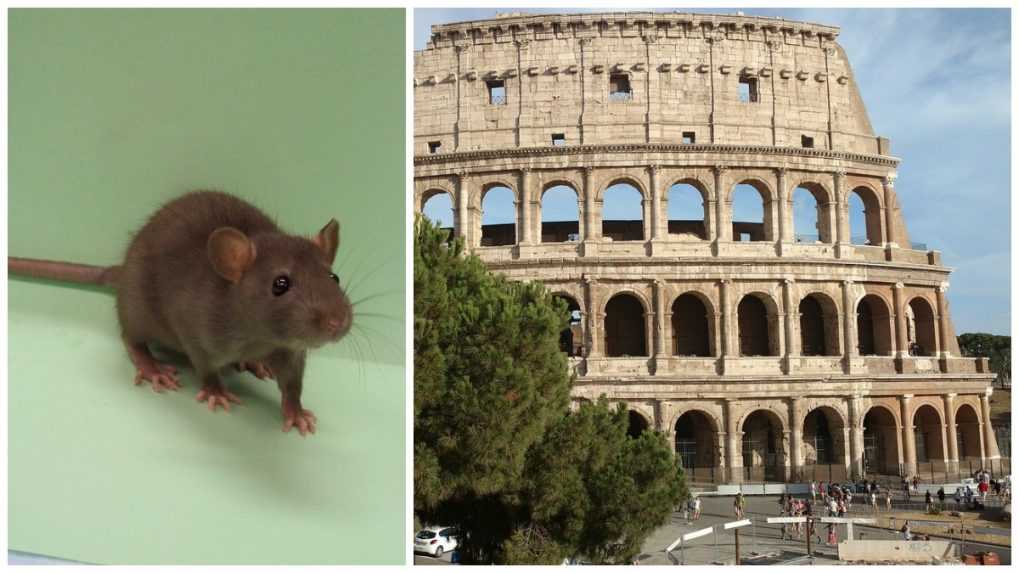Rím bojuje s premnoženými potkanmi, je ich tam sedem miliónov. Turistom kazia dojmy najmä v okolí kolosea