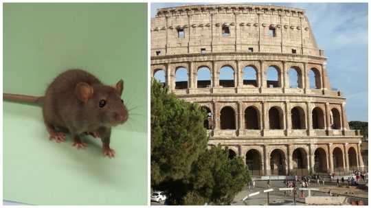 Koláž, vľavo potkan, vpravo koloseum v Ríme.