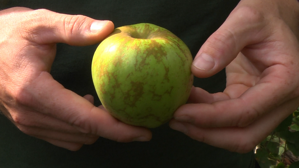Slovenských jabĺk bude tento rok málo a budú opäť drahšie. Na takúto úrodu by si ľudia podľa ovocinárov mali zvykať