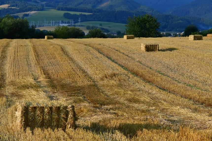 Sóji, kukurici, zemiakom aj iným plodinám sa na Slovensku darilo. Tohtoročná úroda zrejme prekoná očakávania