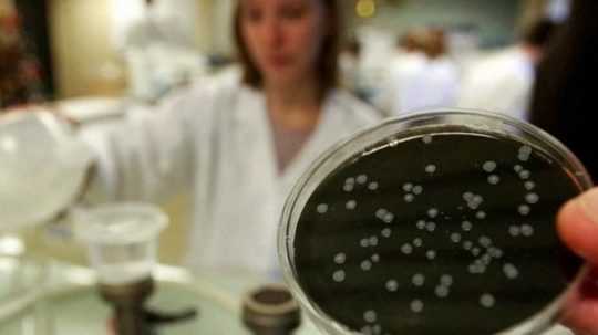 Vedci skúmajú baktérie legionely.