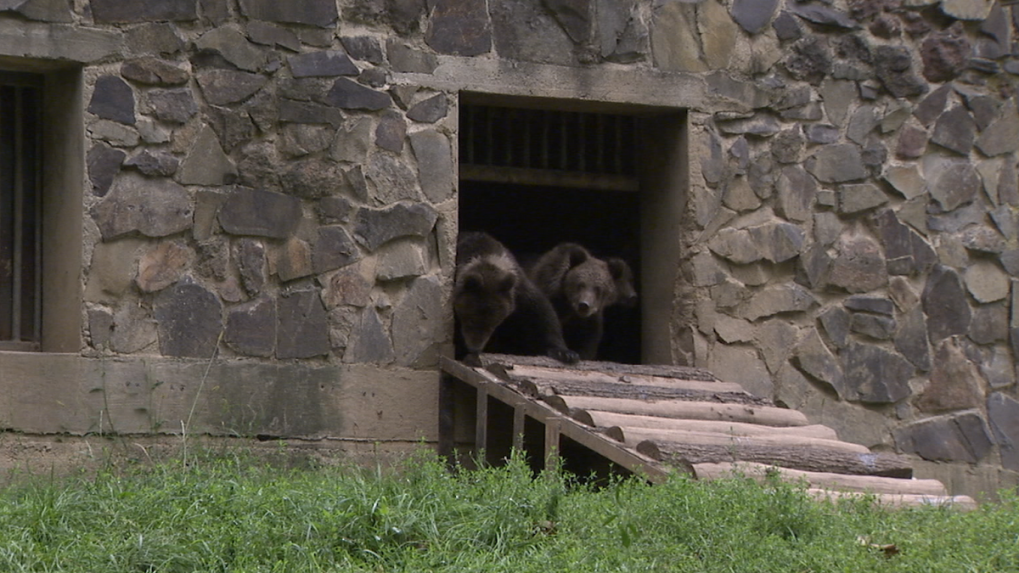 Alica, Michal a Hugo – tri medvieďatá, ktoré ostali bez mamy, majú nový domov. Sú ako deti, hovorí riaditeľ záchrannej stanice