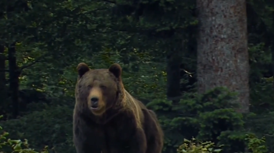Ilustračná snímka medveďa hnedého.
