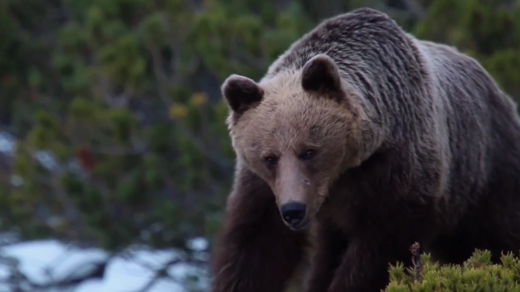Hlásiť výskyt medveďa cez mobilnú aplikáciu. Na Slovensku to bude o chvíľu realitou