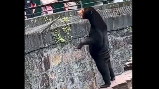 Ilustračná snímka - medveď malajský stojí na zadných v zoo.