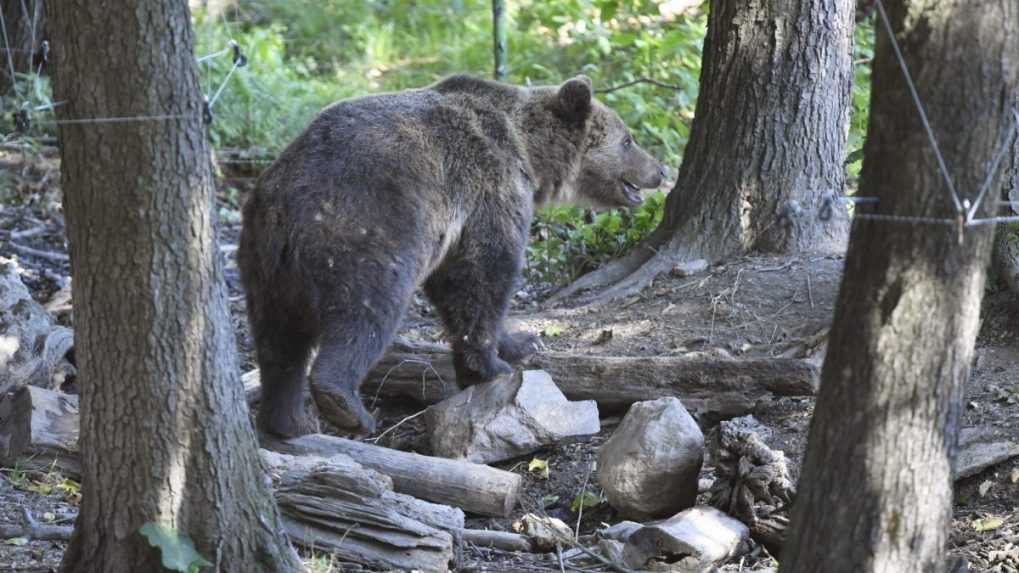 Okrese Čadca vyhlásil mimoriadnu situáciu, pohybuje sa tam medveď