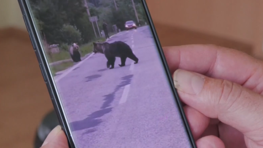 Muž ukazuje na mobilnom telefóne medveďov, ako prechádzajú cez cestu.