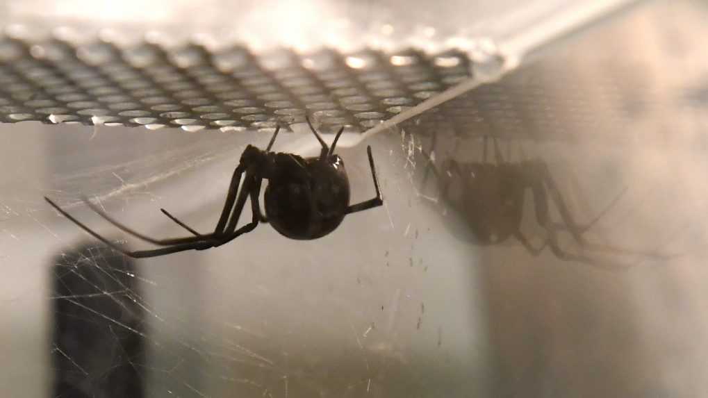 Aj na Slovensku evidujeme uhryznutia jedovatými pavúkmi. Najčastejšie ide o pradiarku pestrú, žije u nás vo voľnej prírode