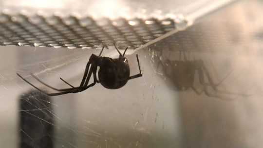 Aj na Slovensku evidujeme uhryznutia jedovatými pavúkmi.