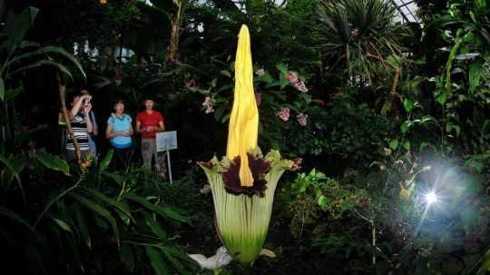 V libereckej botanickej záhrade už kvitne a zatvára sa vzácny Amorphophallus titanum, rastlina s údajne najväčším kvetenstvom na svete.