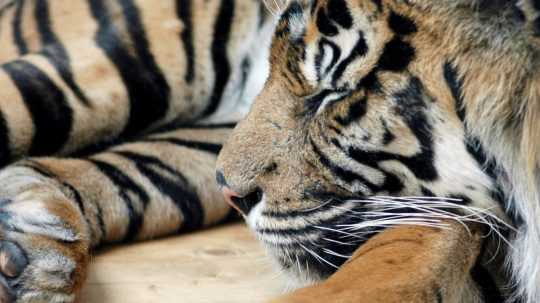 Ilustračná snímka tigra sumatranského.