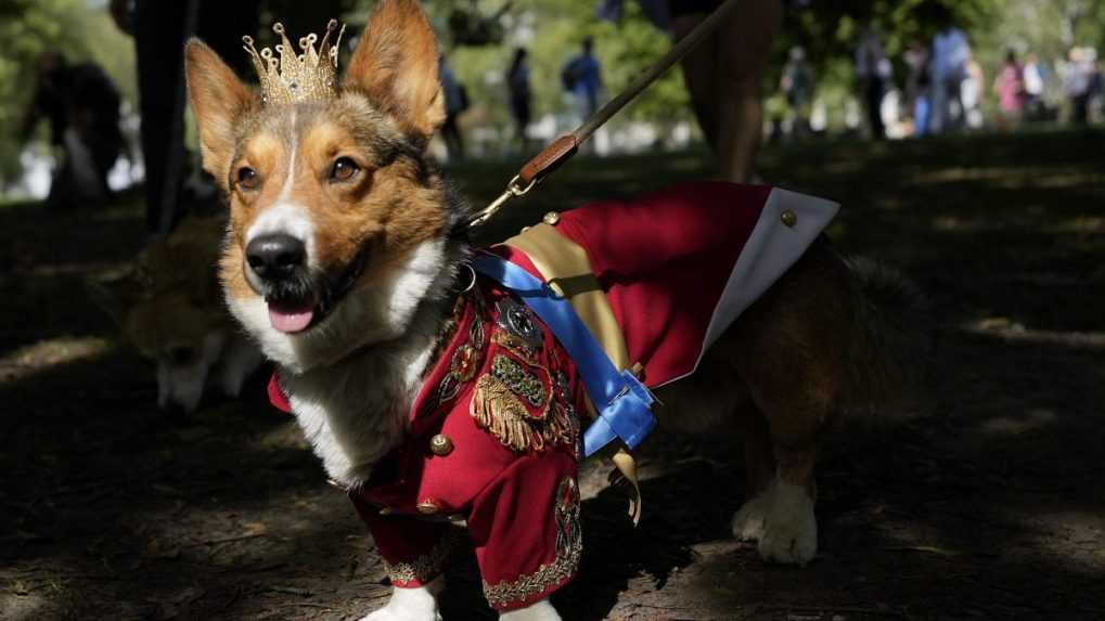 Majitelia psov plemena corgi sa zišli v Londýne, aby si pripomenuli zosnulú panovníčku Alžbetu II.