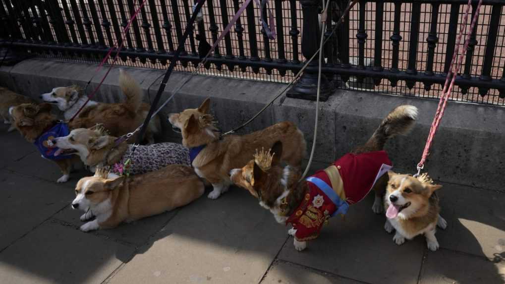 Majitelia psov plemena corgi sa zišli v Londýne, aby si pripomenuli zosnulú panovníčku Alžbetu II.