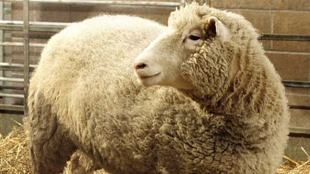 Na archívnej snímke je ovca Dolly.