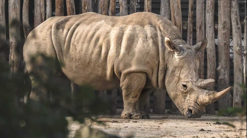 Nosorožec v salzburskej zoo zabil svoju chovateľku