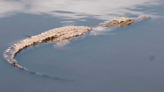Na ilustračnej snímke krokodíl.