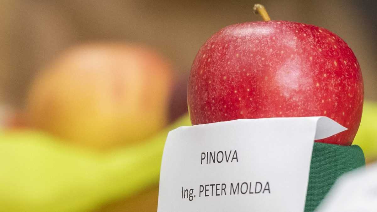 VÃƒÂ­Ã…Â¥aznÃƒÂ© jablko odroda Pinova.