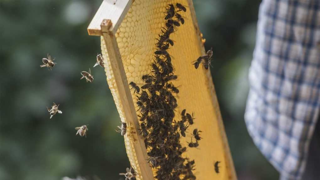 Slovenskí včelári so svetovým úspechom. Podľa medzinárodného testovania medov produkujú tie najkvalitnejšie