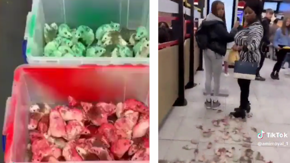 VIDEO: Muž vo fastfoode vysypal na podlahu desiatky živých myší vo farbách palestínskej vlajky