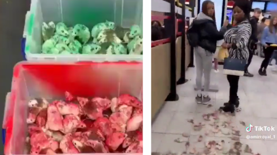 Muž v britskom McDonalde vysypal desiatky živých myší vo farbách Palestíny.