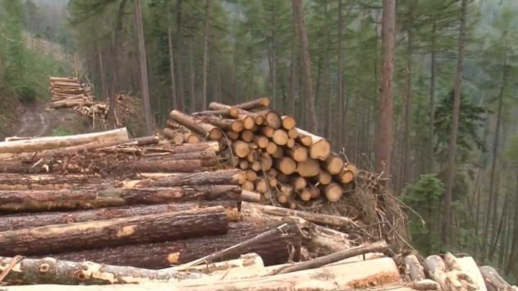 Palivového dreva je tento rok dostatok. Panika z vlaňajška sa nekoná, ceny výrazne poklesli