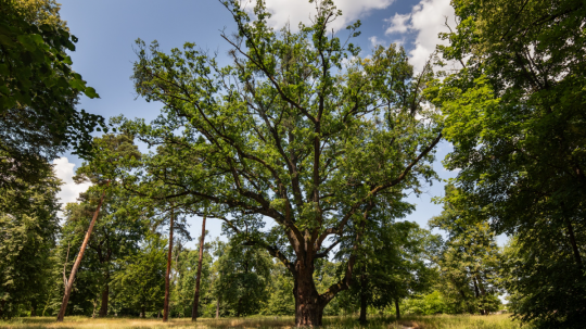 Stromom roka 2023 sa stal dub letný zo Zámockého parku v Malackách.