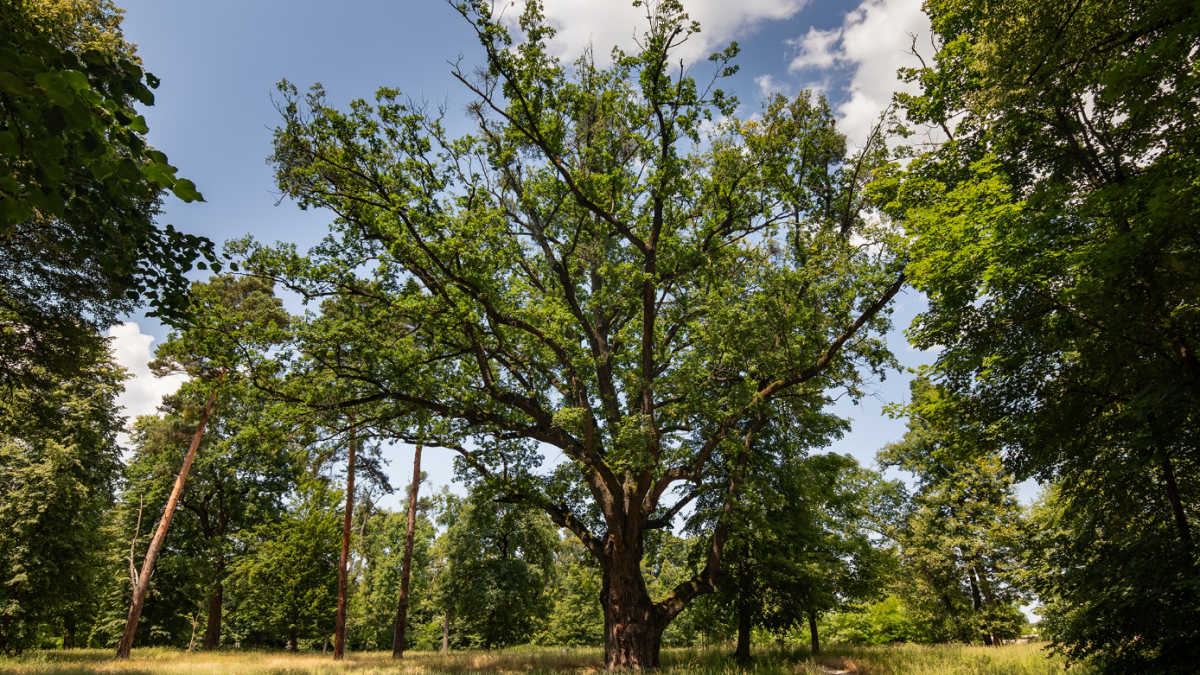 Stromom roka 2023 sa stal dub letnÃƒÂ½ zo ZÃƒÂ¡mockÃƒÂ©ho parku v MalackÃƒÂ¡ch.