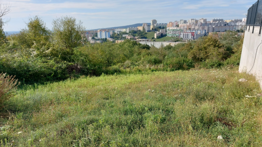 Na pozemku v Karlovej Vsi niekto bez povolenia vyrúbal viacero drevín. Spôsobil vyše desaťtisícovú škodu