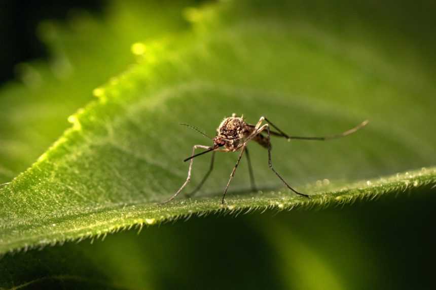 Klimatické zmeny aj migrácia prinášajú do Európy exotické choroby. Novou hrozbou je horúčka dengue, ktorú prenáša komár tigrí