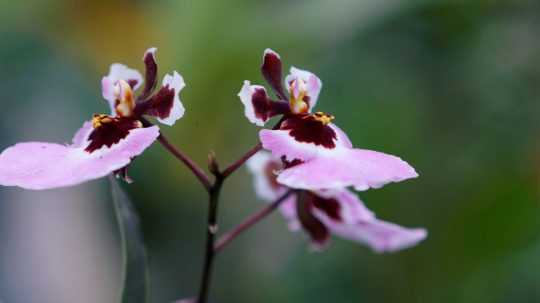 Na snímke kvet orchidey.