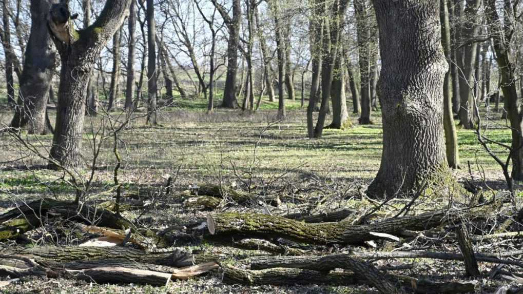 Poľskom sa prehnala víchrica: Stromy sa lámali ako zápalky, jeden sa zrútil na železničnú trať, druhý zranil ženu