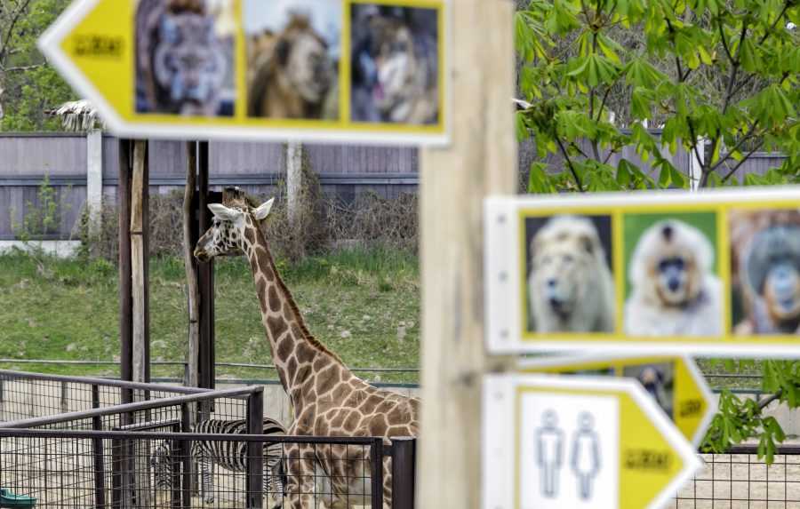 Do bratislavskej zoo pribudol nový druh. Podľa zoológa vyzerá ako kríženec šiestich zvierat